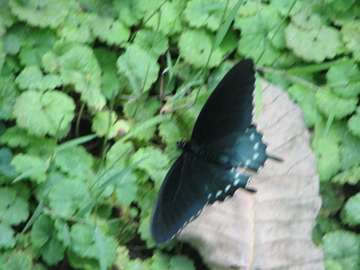 Sunset Ridge Cabin Pigeon Forge Luaran gambar